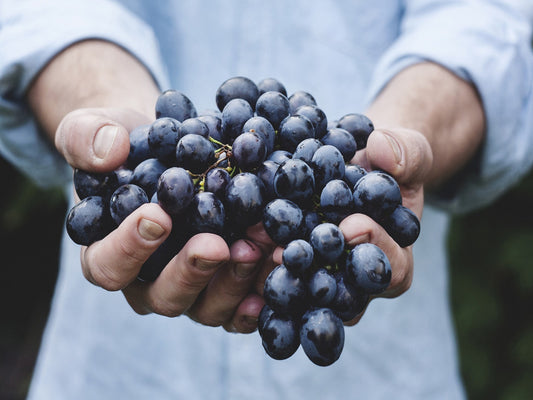 La vendemmia, un viaggio dalla campagna alla tavola
